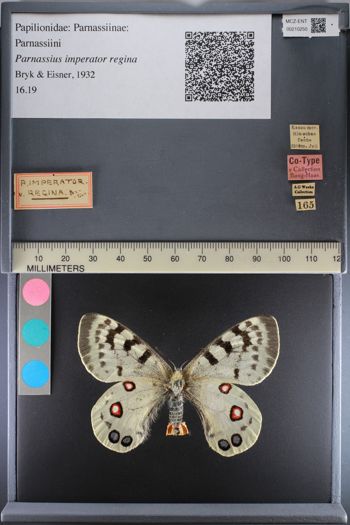 Media type: image;   Entomology 210250